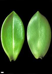 Veronica treadwellii. Leaf surfaces, adaxial (left) and abaxial (right). Scale = 1 mm.
 Image: W.M. Malcolm © Te Papa CC-BY-NC 3.0 NZ